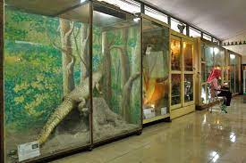 Museum Biologi(3).jpg