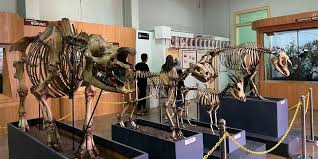 Museum Biologi(7).jpg