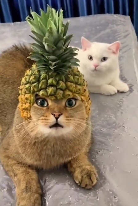 img 20231031 213147.jpg