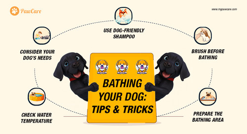 Bathing Your Dog Tips and Tricks.jpg