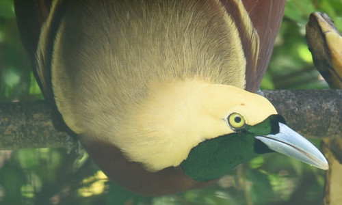 Paradisaea minor 2.jpg