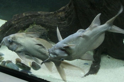 27110 taman akuarium air tawar.jpg