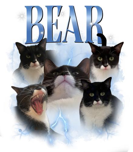 bear.png