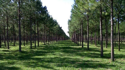 30 Bosques implantados.jpg