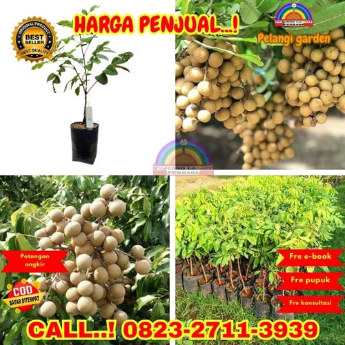 HARGA GROSIR ! CALL: 0823-2711-3939 Jual Bibit Kelengkeng Diamond Di Kebumen Ambal-Ambalresmi.jpg