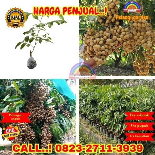 HARGA PENJUAL ! CALL: 0823-2711-3939 Jual Bibit Kelengkeng Dari Biji Di Kebumen Ambal-Banjarsari.jpg