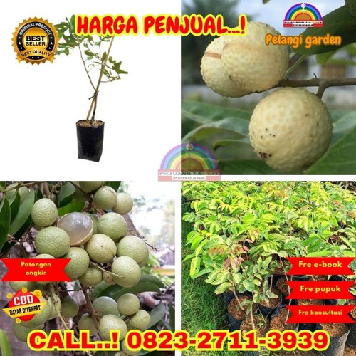 LANGSUNG PETANI ! CALL: 0823-2711-3939 Jual Bibit Kelengkeng Durian Di Kebumen Ambal-Ambarwinangun.jpg