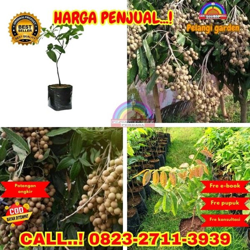 HARGA PETANI ! CALL: 0823-2711-3939 Jual Bibit Kelengkeng Cangkok Di Kebumen Ambal-Ambalkliwonan.jpg