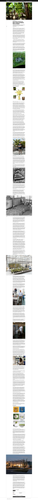 Screenshot 2023 11 27 at 20 10 54 Scientists and Farmers Race to Save the World’s Banana Supply.png