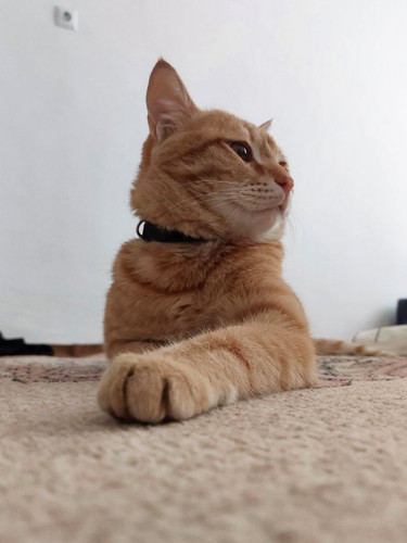 Kadoo DSH 1Y Nazila Gh 1.jpg