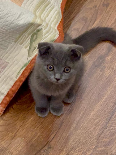 Haiko scottish fold 3m minoo S 1.jpg