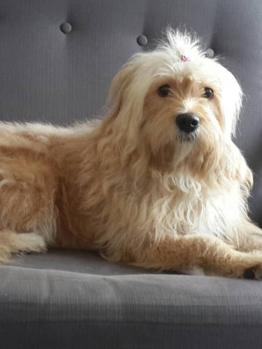 Melodi Gold Terrier 3y Parvin Y 1.jpg