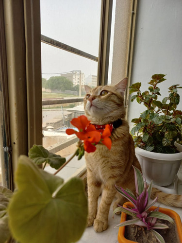 Kadoo DSH 1Y Nazila Gh 2 1.jpg