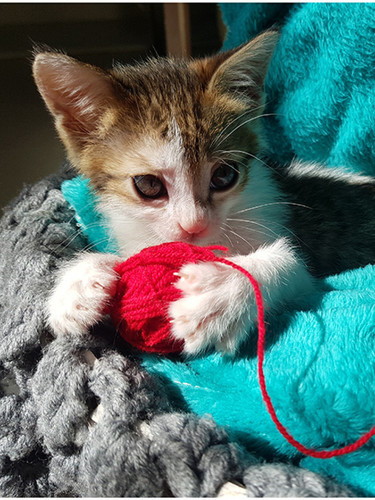 Morty DSH 3m Sepehr S 1.jpg