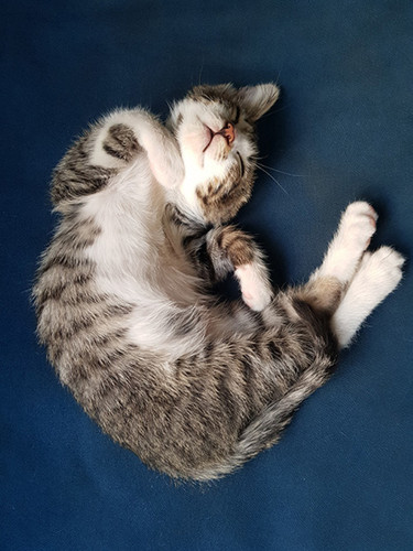 Rick DSH 3m Sepehr S 1.jpg