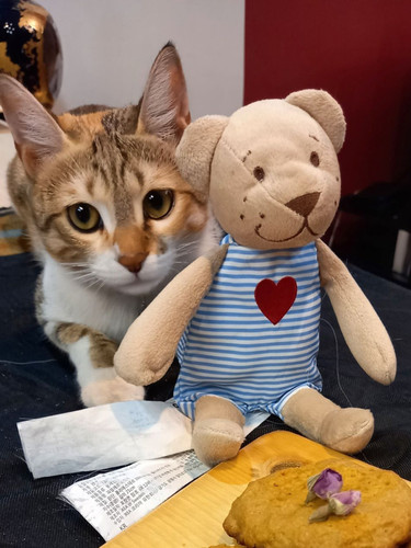 hana DSH 7m Sepide B 1.jpg