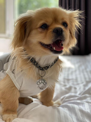 Moka pomeranian pekingese 3 1.jpg