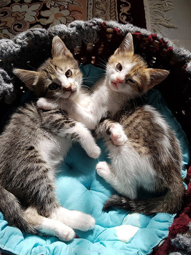 Rick Morty DSH 3m Sepehr S 1.jpg