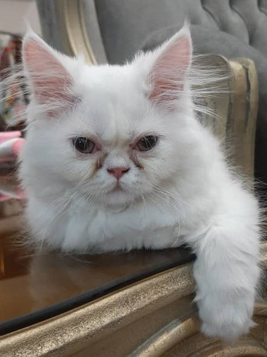 Shaili Persian 4m Sina A 1.jpg