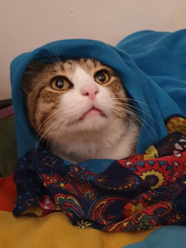 Tizpa DSH 3Y Nasrin A 1.jpg