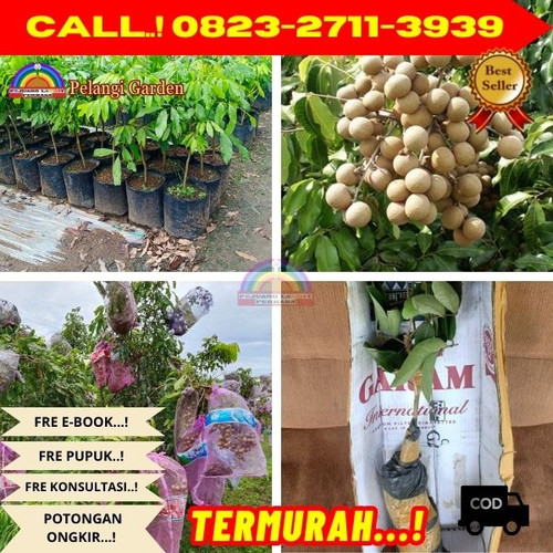 CUCI GUDANG ! CALL: 0823-2711-3939 Jual Bibit Kelengkeng Yang Sudah Berbuah Di Kebumen Ambal-Plempuk.jpg