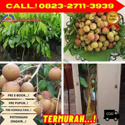 POTONGAN GILA ! CALL: 0823-2711-3939 Jual Bibit Kelengkeng Pingpong Di Kebumen Ambal-Peneket.jpg