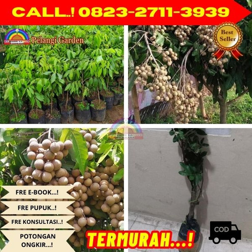 HARGA PENJUAL ! CALL: 0823-2711-3939 Jual Bibit Kelengkeng New Kristal Di Kebumen Ambal-Lajer.jpg