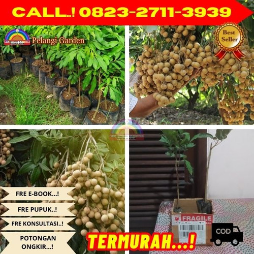 LANGSUNG PETANI ! CALL: 0823-2711-3939 Jual Bibit Kelengkeng Cangkok Di Kebumen Ambal-Kradenan.jpg