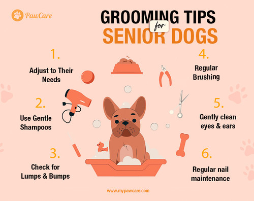 Grooming Tips for Senior Dogs.jpg