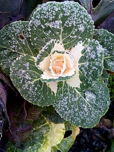 Frosted icey  cauliflower rose     -.jpg
