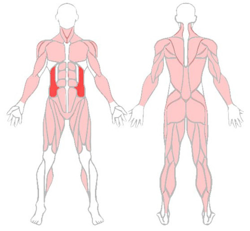 Косые мышцы живота.jpg