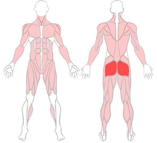 Ягодичная мышца.jpg