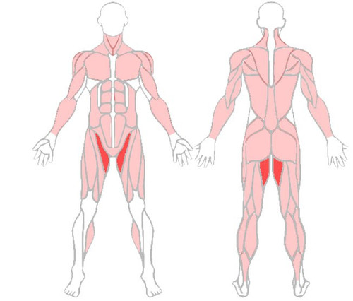 приводящие мышцы.jpg