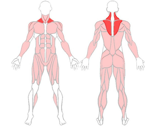 Разгибатели спины.jpg