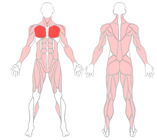 Грудная клетка.jpg