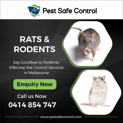 Rats Rodents 1200x1200.jpg