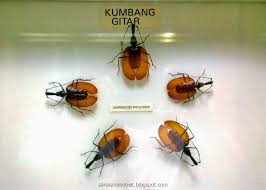 Museum Serangga(4).jpg