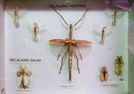 Museum Serangga(1).jpg