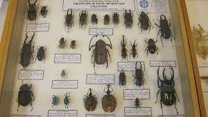 Museum Serangga(3).jpg