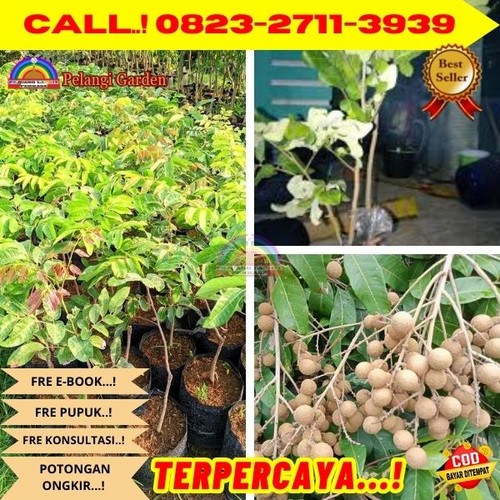 TERBATAS ! CALL: 0823-2711-3939 Jual Bibit Kelengkeng Genjah Di Kebumen Ambal-Kaibon.jpg