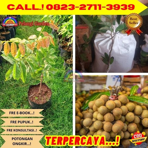 CUCI GUDANG ! CALL: 0823-2711-3939 Jual Bibit Kelengkeng Di Pot Di Kebumen Ambal-Blengorwetan.jpg