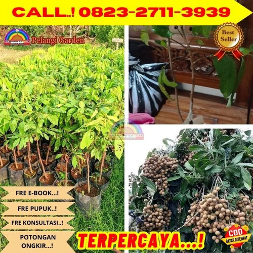 COD ! CALL: 0823-2711-3939 Jual Bibit Kelengkeng Giant Longan Di Kebumen Ambal-Gondanglegi.jpg