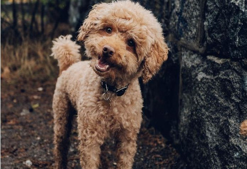 Dog Ashes | Saint Diamonds™.jpg