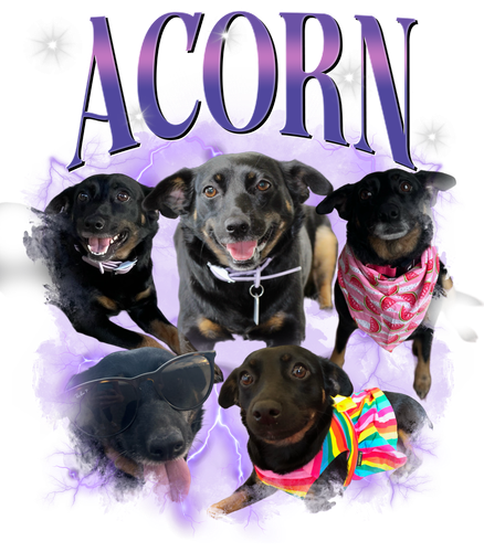 Acorn + purple + S1.png