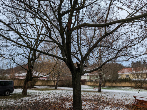 PXL 20231129 063409807.jpg