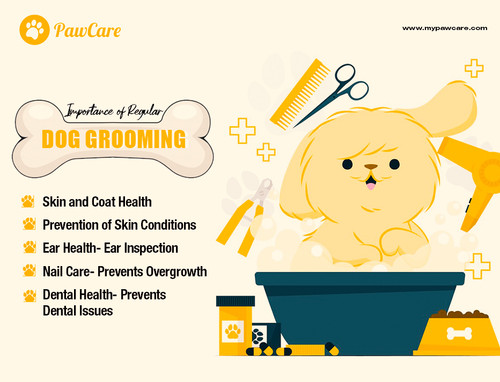 Importance of Regular Dog Grooming.jpg