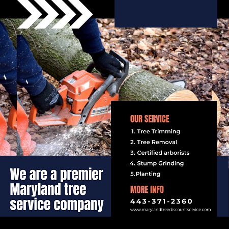 Tree Service Baltimore County | Marylandtreediscountservice.com.jpg