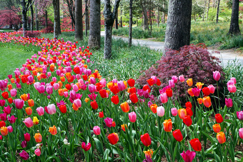 So many tulips ASP3.jpg