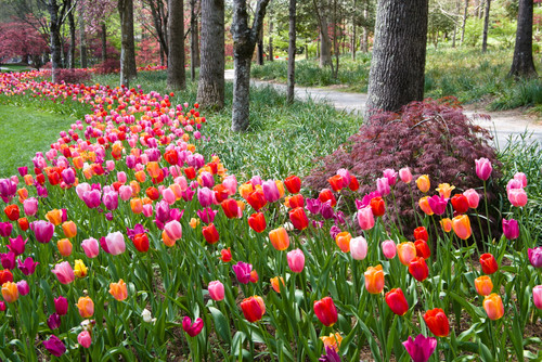 So many tulips RT