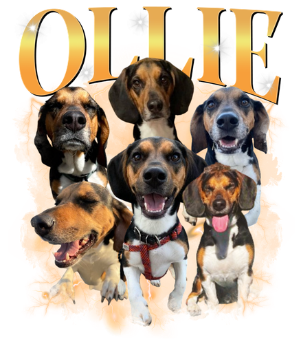 Ollie.png